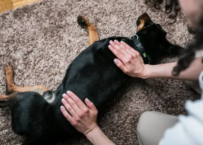 Zdjęcie Masaż TTouch dla psa: skuteczna metoda na stres i napięcie mięśni