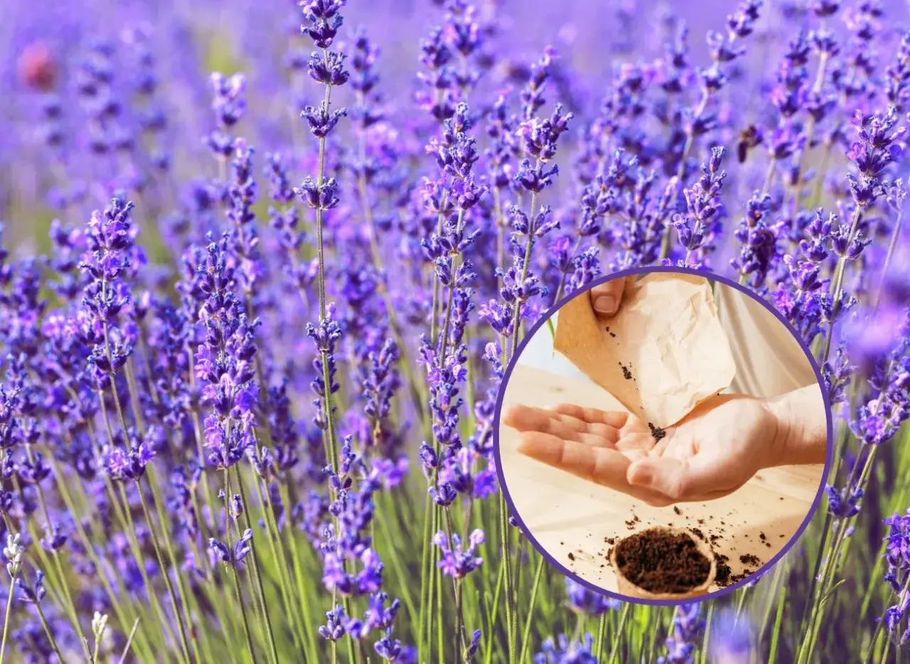 Zdjęcie Czy lawenda kwitnie w pierwszym roku? Oto, co musisz wiedzieć