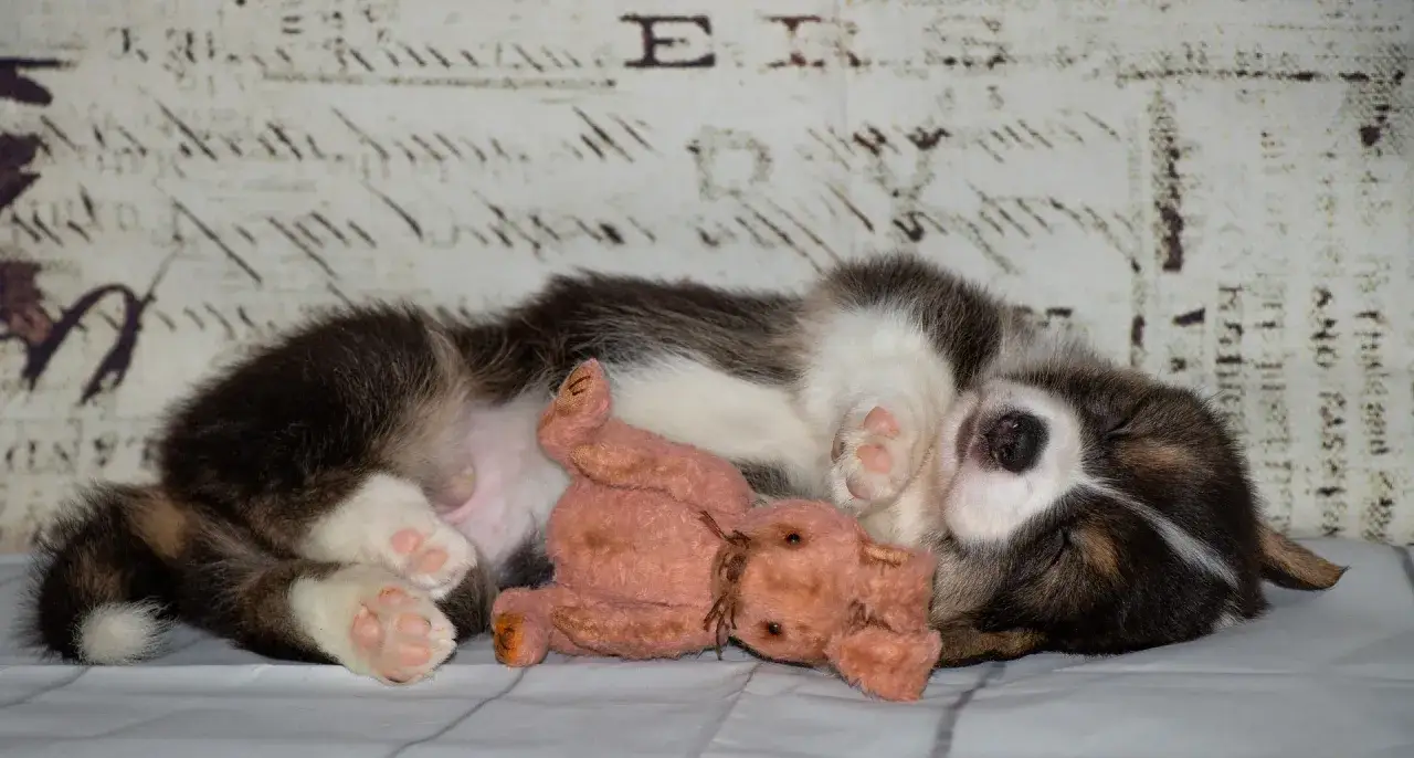 Zdjęcie Jakie zabawki dla szczeniaka wybrać, aby zapewnić mu radość?