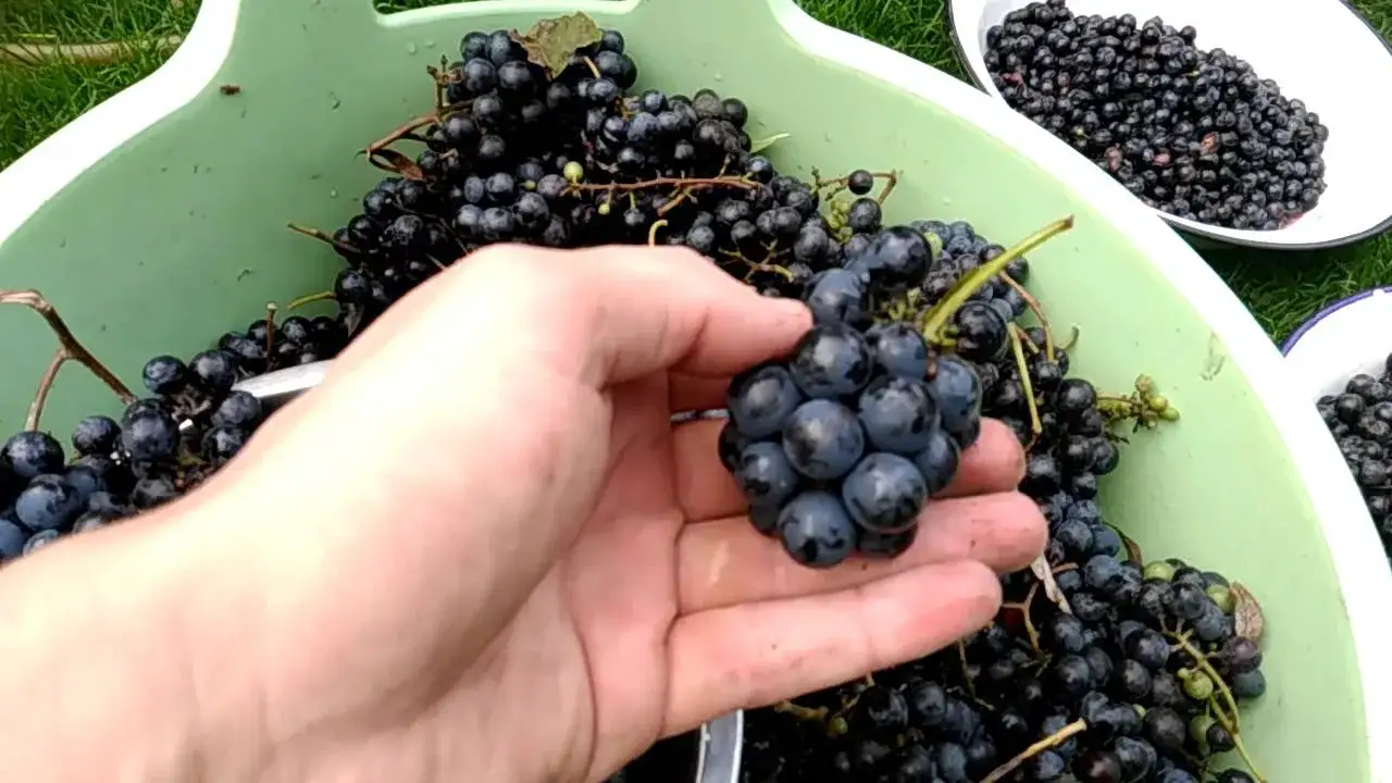 Zdjęcie Jak zrobić domowe wino z winogron - unikaj najczęstszych błędów