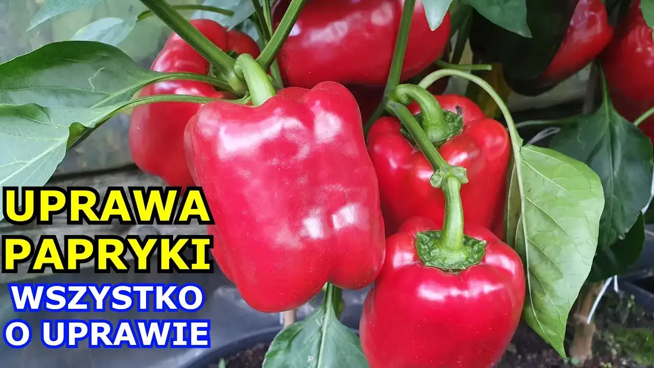 Zdjęcie Jak uprawiać paprykę w gruncie: uniknij najczęstszych błędów