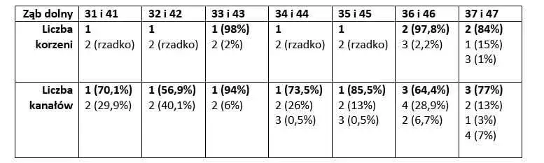 Zdjęcie Ząb dwójka ile ma kanałów? Poznaj zaskakujące fakty o ich budowie