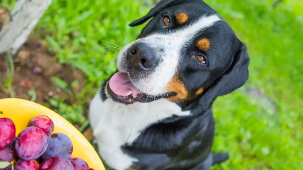 Zdjęcie Czy psy mogą jeść śliwki? Odkryj, co musisz wiedzieć o bezpieczeństwie