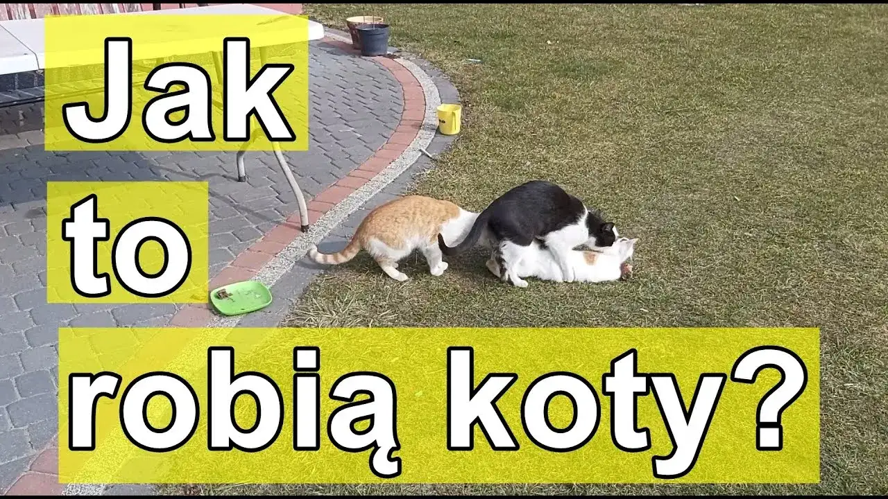 Zdjęcie Jak koty się rozmnażają? Zrozumienie cyklu rozrodczego i ciąży