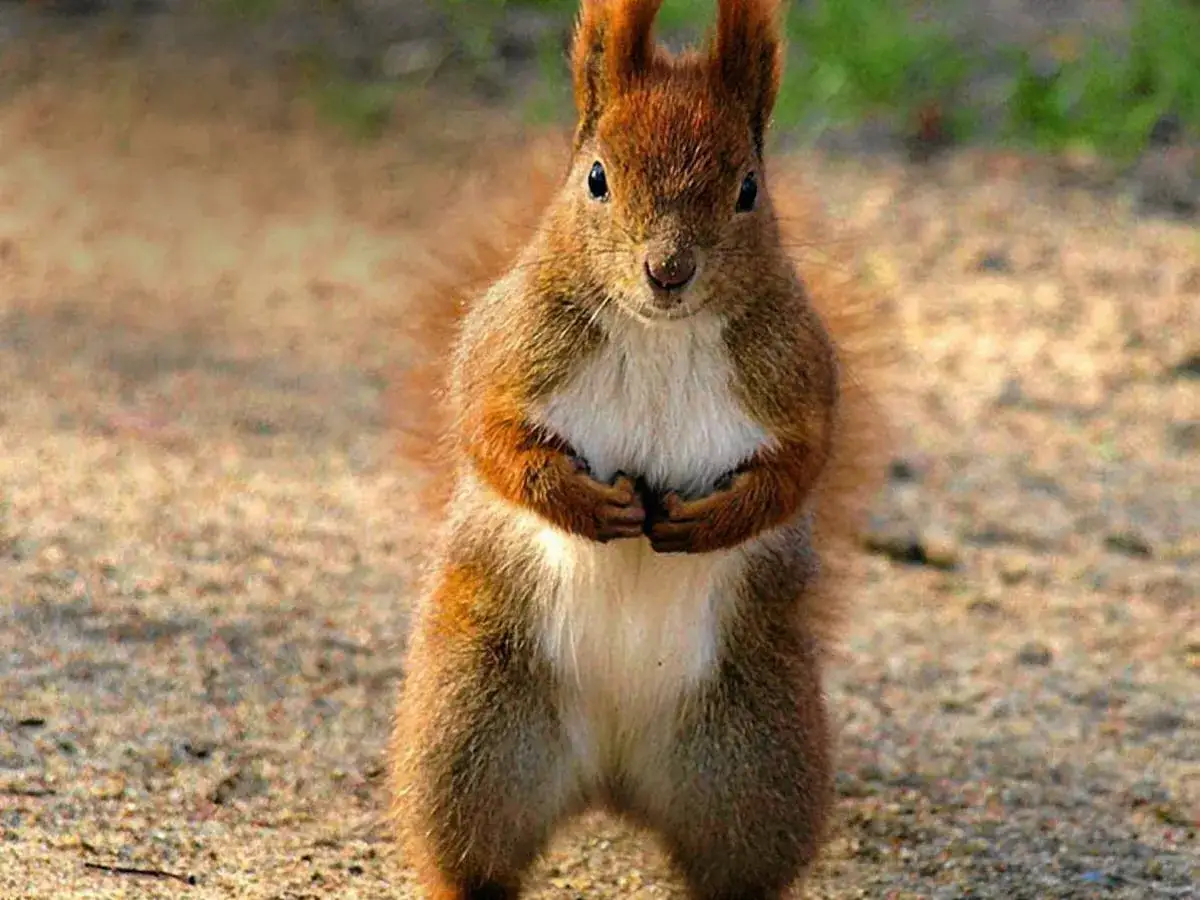 Zdjęcie Dowiedz się czym karmić wiewiórki w Łazienkach - kompletny poradnik 2024