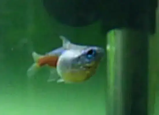 Zdjęcie Jak wygląda neonek w ciąży? Rozpoznaj objawy i zmiany w zachowaniu