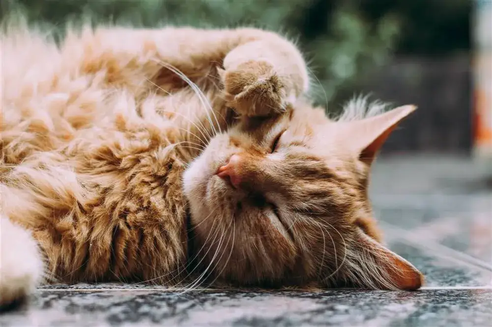 Zdjęcie Cuánto dura un gato: descubre los secretos de su longevidad real