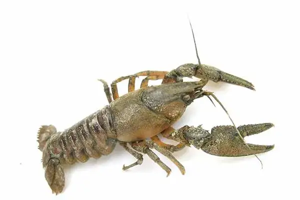 Zdjęcie Jak rozmnażają się raki? Odkryj fascynujący proces ich rozmnażania