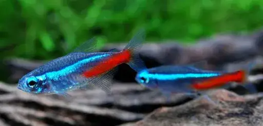 Zdjęcie Ile kosztują neonki? Poznaj ceny i czynniki wpływające na wybór