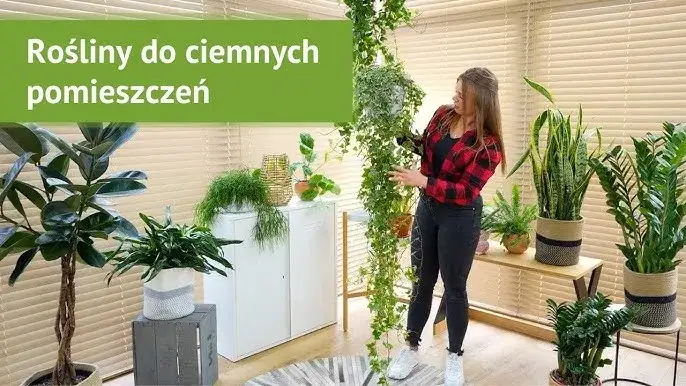 Zdjęcie Kwiaty do cienia: 10 gatunków, które pokochają ciemne kąty