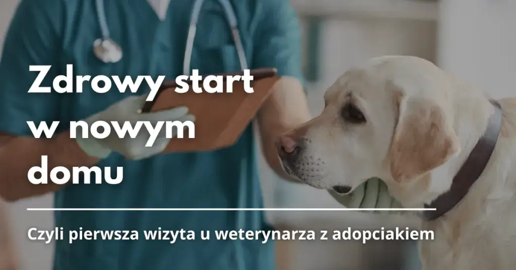 Zdjęcie Kiedy pierwsza wizyta u weterynarza z psem, aby uniknąć problemów zdrowotnych?