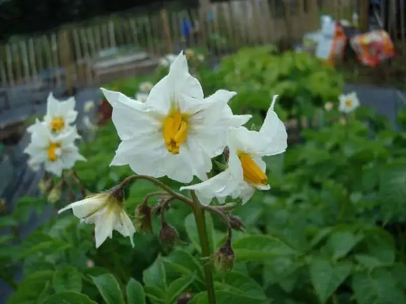 Zdjęcie Jakie kwiaty mają ziemniaki - ciekawostki o kwiatach ziemniaka