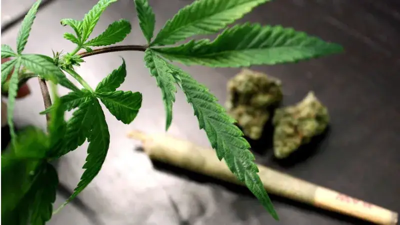 Zdjęcie Czy palenie marihuany to grzech? Moralne dylematy w katolicyzmie