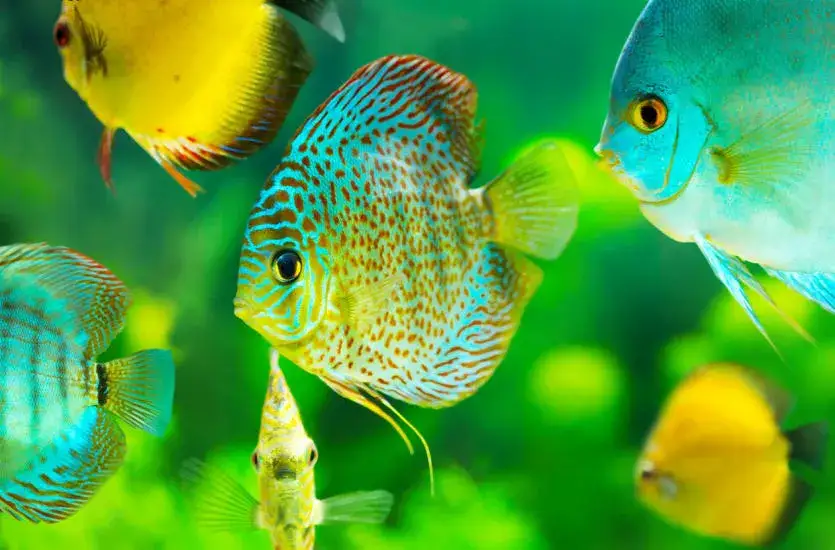 Zdjęcie Pierwsze akwarium jakie rybki - łatwe do pielęgnacji ryby dla początkujących