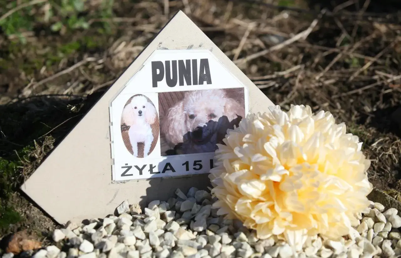 Zdjęcie Czy można zakopać psa w ogrodzie? Sprawdź, co mówią przepisy