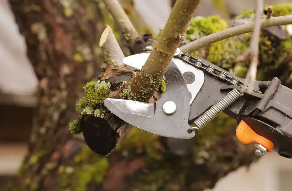 Zdjęcie Gdzie wyrzucić gałęzie z działki? Sprawdź najlepsze opcje utylizacji