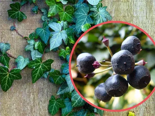 Zdjęcie Czy bluszcz jest trujący dla psa? Sprawdź, jak unikać zagrożenia