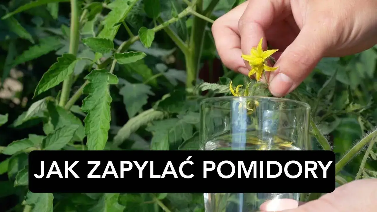 Zdjęcie Jak zapylać pomidory w gruncie: skuteczne metody i wskazówki