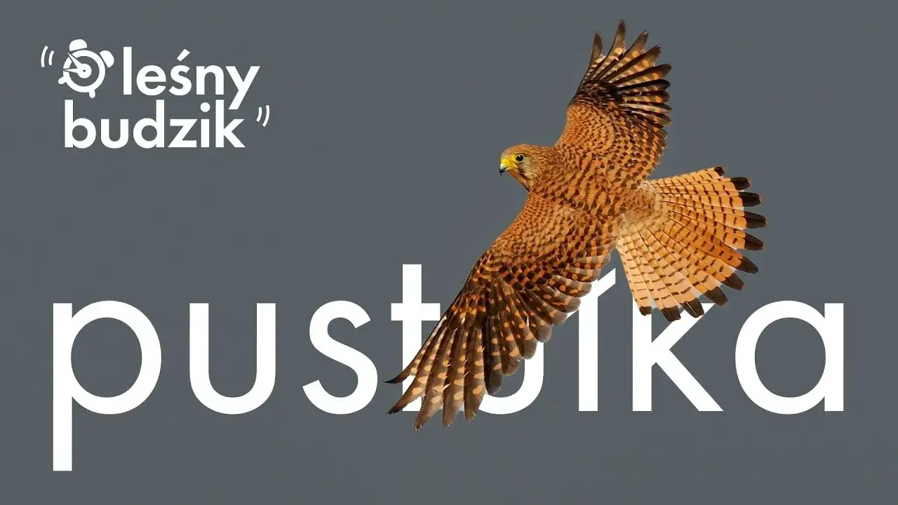 Zdjęcie Pustułka czym się żywi - odkryj tajemnice jej diety i polowań