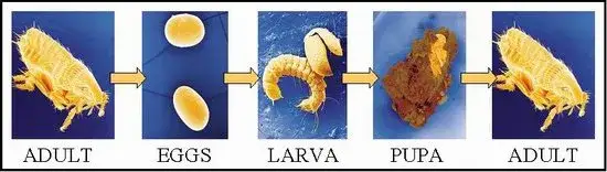 Zdjęcie Pchły jak się rozmnażają – poznaj ich cykl życia i rozwój