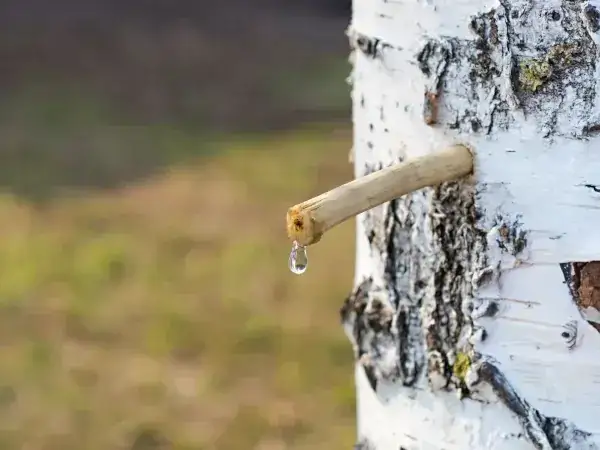 Zdjęcie Jak zrobić sok z brzozy na zimę - proste metody i cenne porady