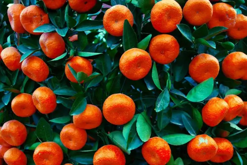 Zdjęcie Kiedy jest sezon na mandarynki i dlaczego warto je teraz kupić