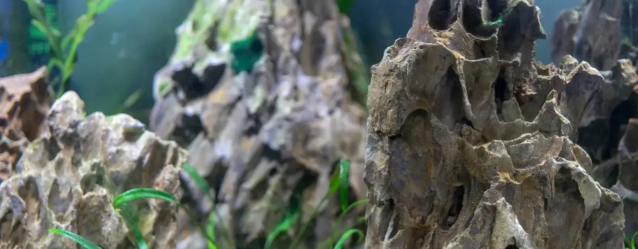 Zdjęcie Sprawdzone porady: jakich kamieni nie dawać do akwarium - poradnik praktyczny