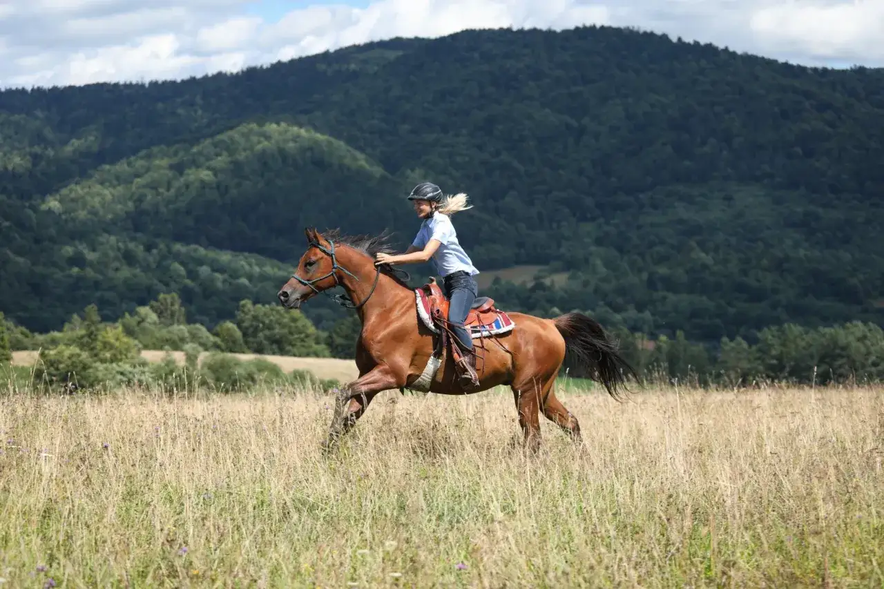 Zdjęcie Jeździectwo naturalne Wrocław: najlepsze stajnie i kursy, których unikaj