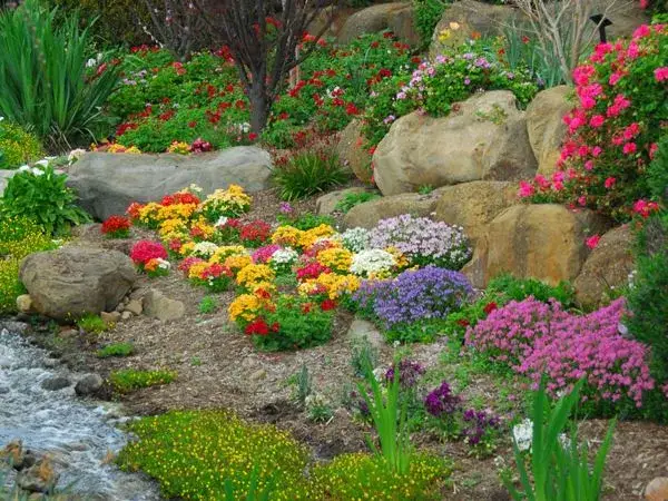 Zdjęcie Najlepsze wieloletnie kwiaty na skalniak – jak stworzyć piękny ogród bez wysiłku