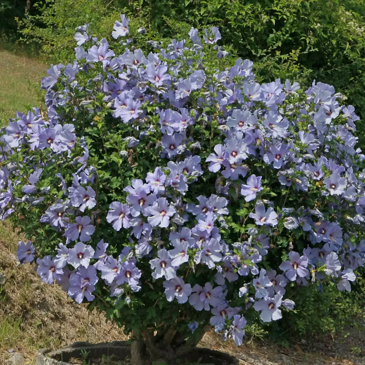 Zdjęcie Hibiskus ogrodowy – kluczowe zasady uprawy, pielęgnacji i zabezpieczania