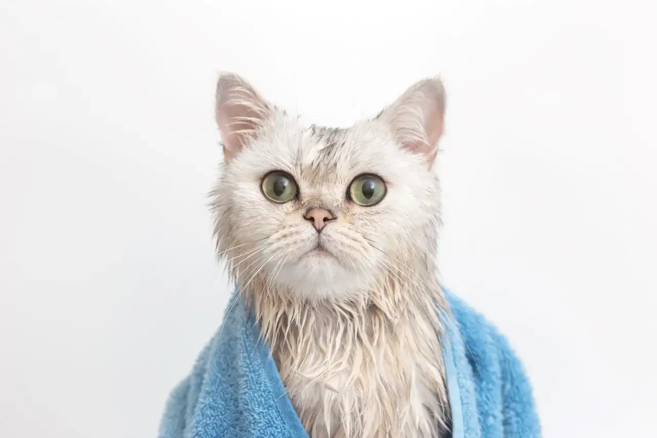 Zdjęcie ¿Es bueno bañar a los gatos? Lo que debes saber para su bienestar