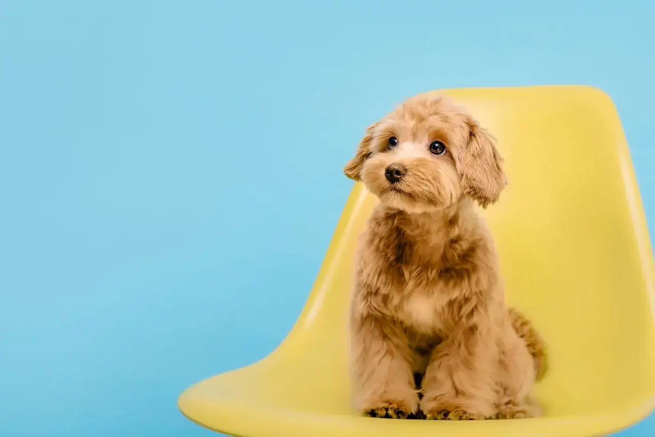 Zdjęcie Maltipoo włosy czy sierść – poznaj prawdę o ich pielęgnacji