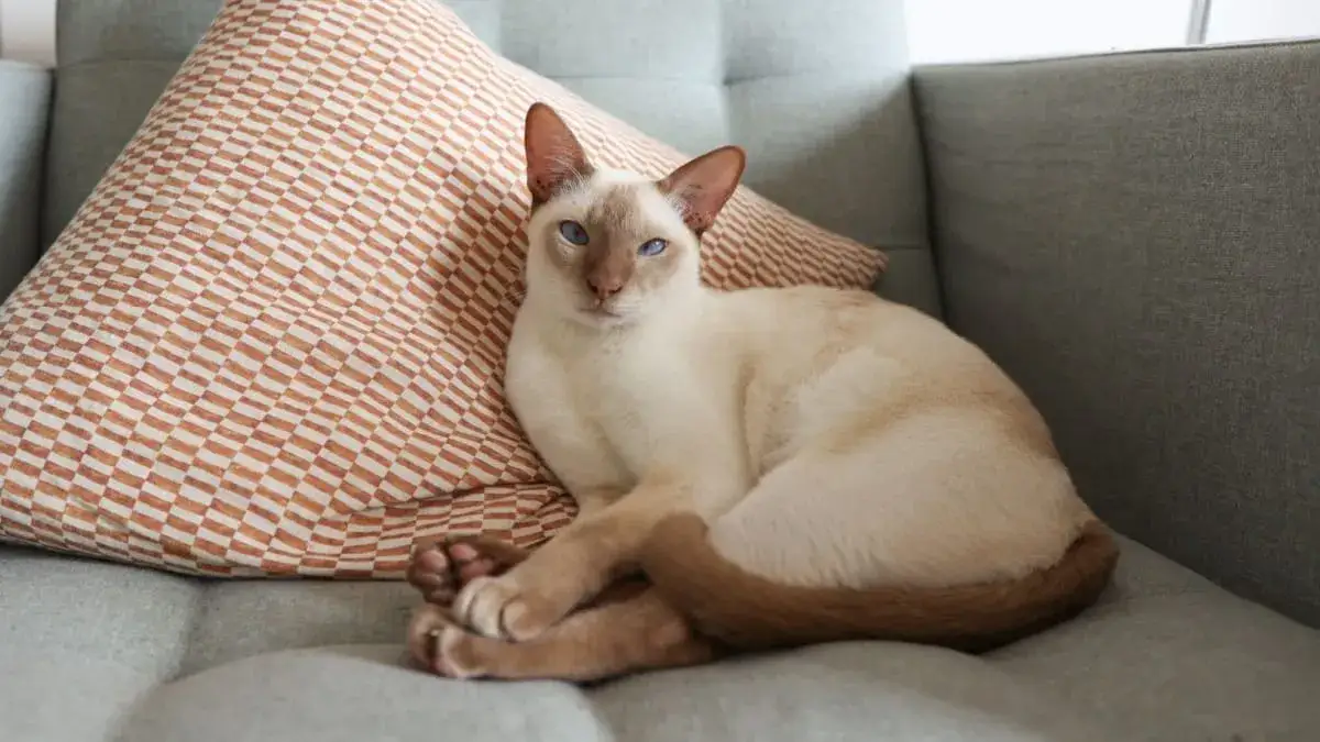 Zdjęcie Kot tonkijski krótkowłosy - cechy, pielęgnacja i temperament rasy