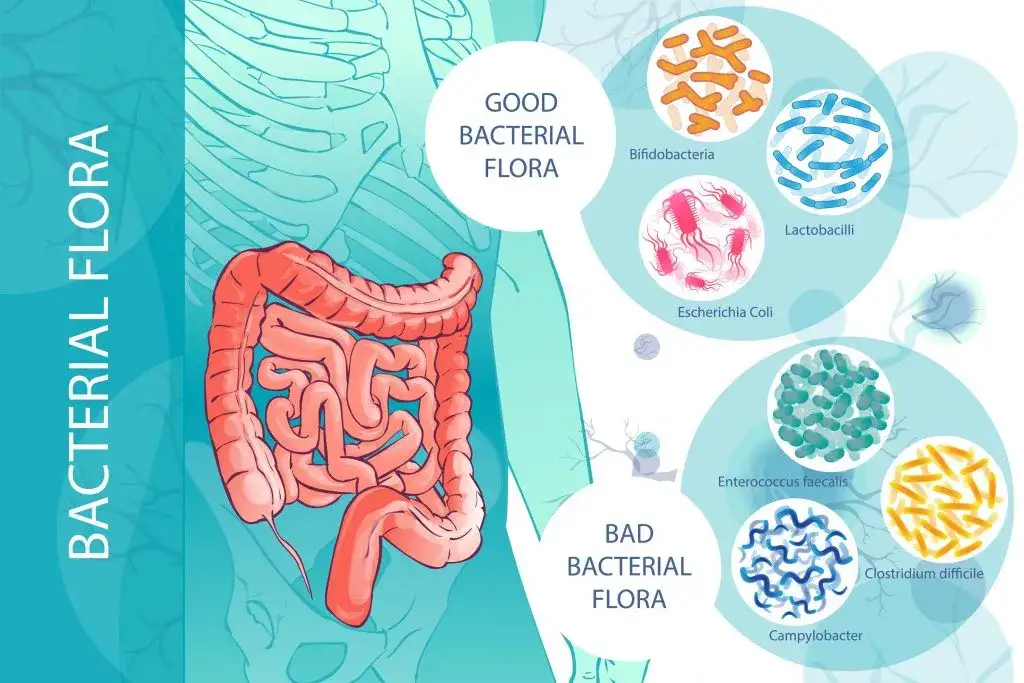Zdjęcie SIBO: przerost flory bakteryjnej i jego skutki dla zdrowia.