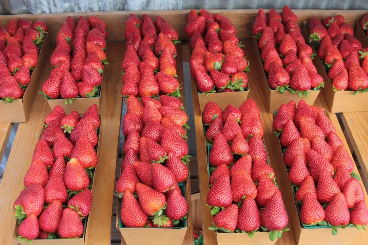 Zdjęcie Kiedy kończy się sezon na truskawki? Sprawdź, by nie przegapić!