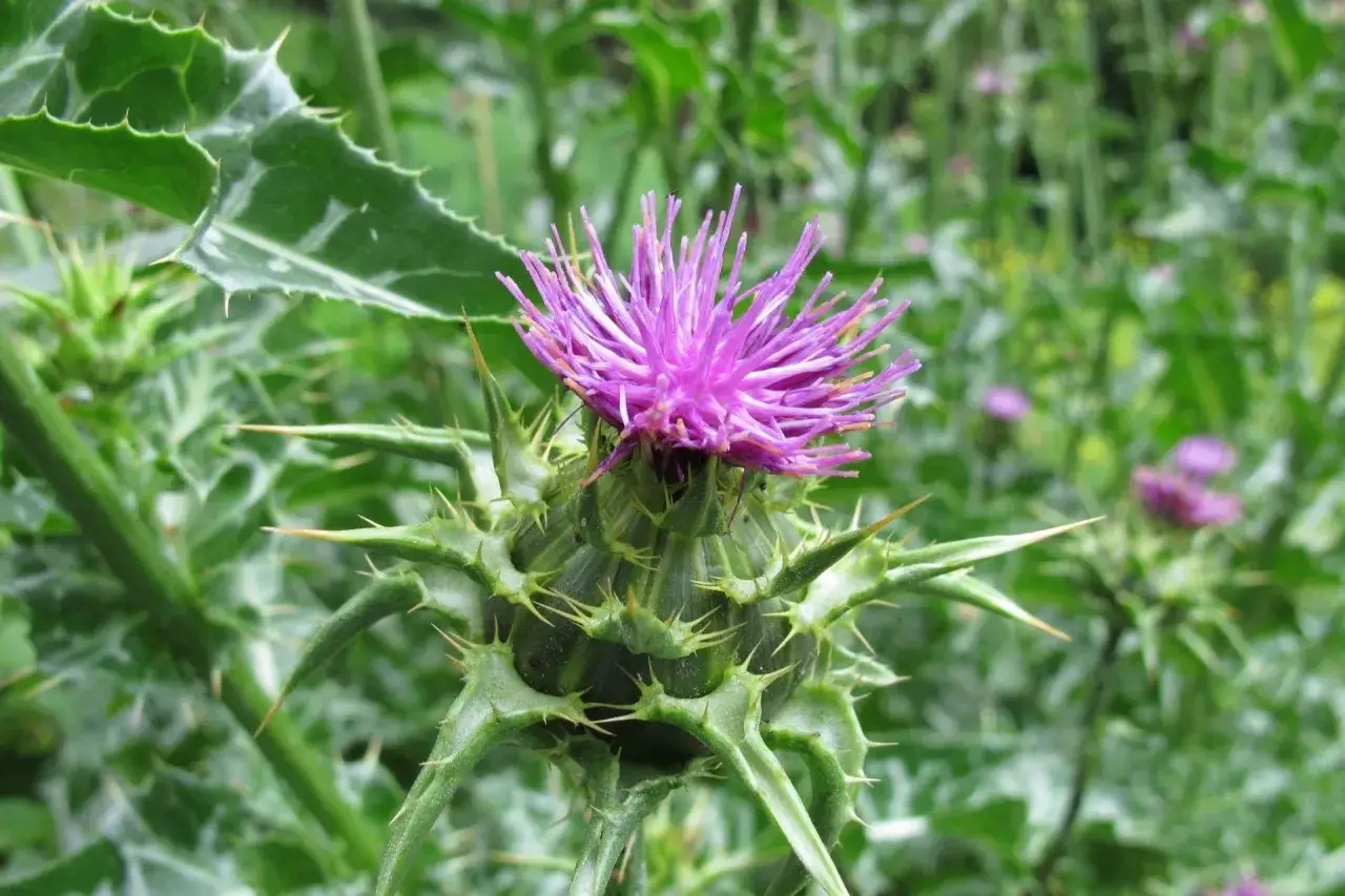 Zdjęcie Jak zażywać ostropest plamisty, aby w pełni wykorzystać jego właściwości