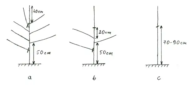 Zdjęcie Jak przyciąć jabłoń po posadzeniu: 5 kroków do zdrowego drzewa