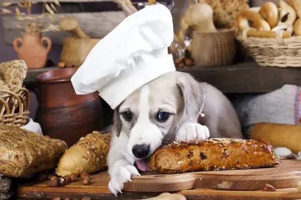 Zdjęcie Czy pies może jeść bułkę? Dowiedz się, jakie są zagrożenia zdrowotne