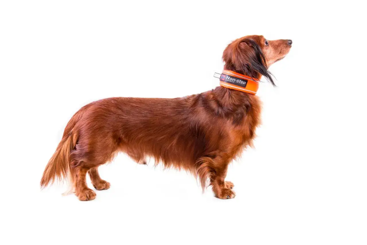 Zdjęcie Obroża przeciwpchelna dla szczeniaka od kiedy? Bezpieczne zalecenia