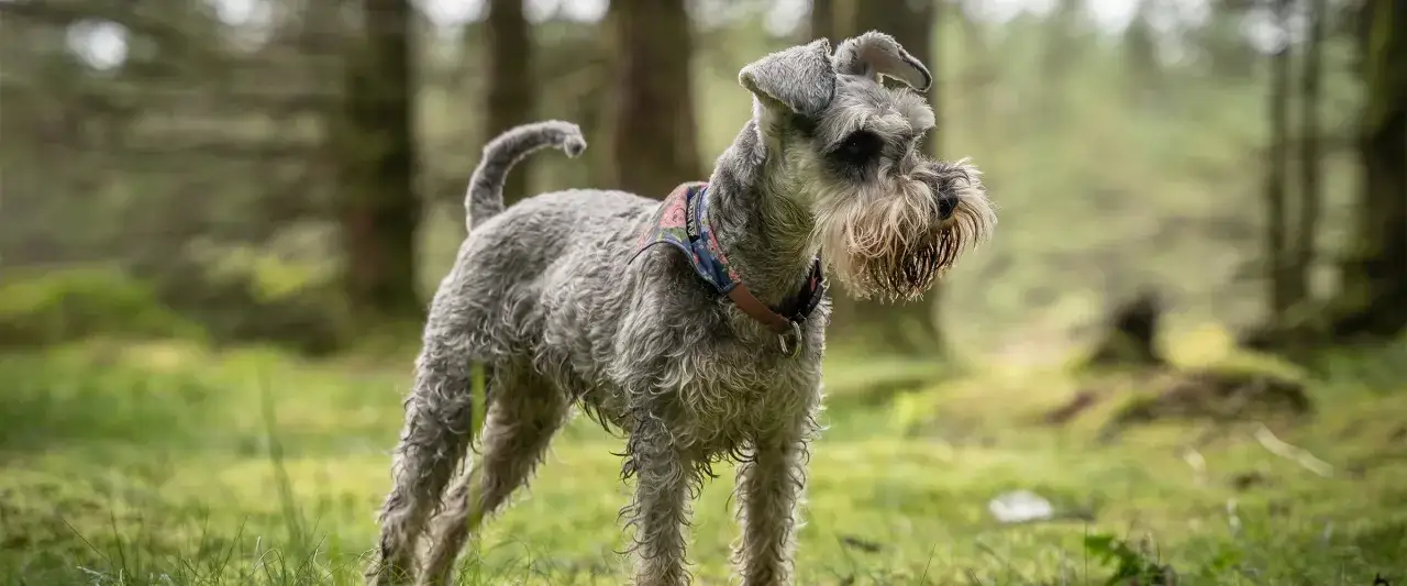 Zdjęcie Jaki pies nie gubi sierści - idealne rasy dla alergików i leniwych właścicieli