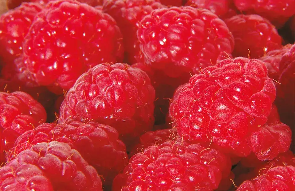 Zdjęcie Jak zrobić pyszną herbatę malinową w domu – prosty przepis i korzyści zdrowotne