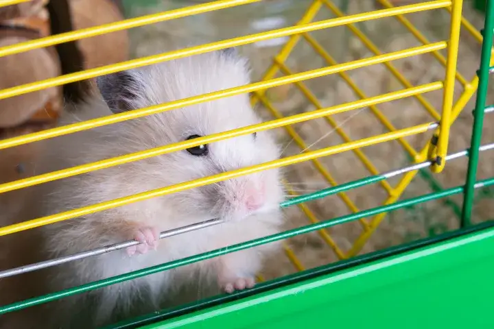 Zdjęcie 5 najczęstszych powodów dlaczego chomik gryzie klatkę - poradnik opiekuna
