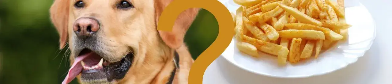 Zdjęcie Czy pies może jeść frytki i co to oznacza dla jego zdrowia?