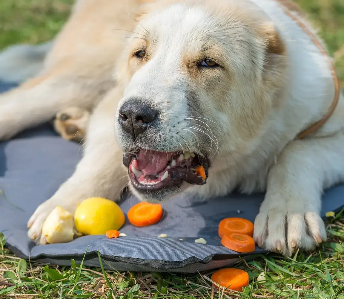 Zdjęcie Czy pies może jeść surową marchewkę i jakie ma to korzyści zdrowotne