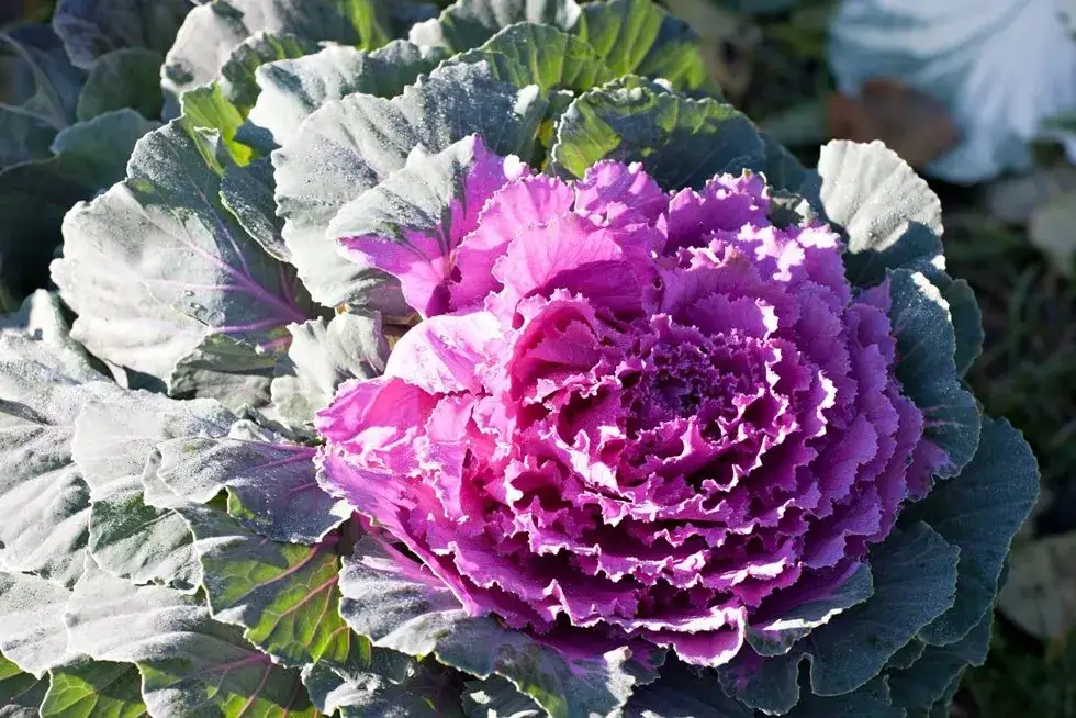 Zdjęcie Jak kwitnie kapusta i co wpływa na jej rozwój w uprawie