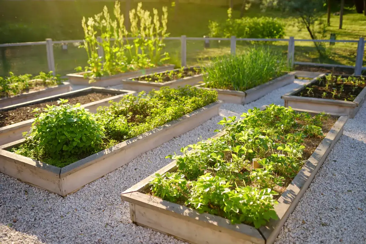 Zdjęcie Czym ogrodzić ogródek warzywny, aby skutecznie chronić plony?