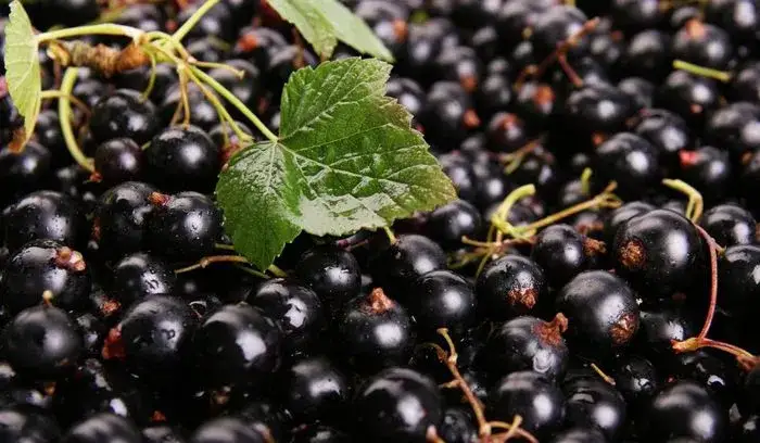 Zdjęcie Kiedy jest sezon na porzeczki i jak nie przegapić zbiorów?