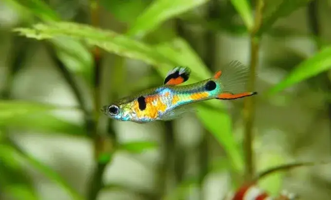 Zdjęcie Gupiki z jakimi rybami? Odkryj najlepsze towarzystwo dla nich