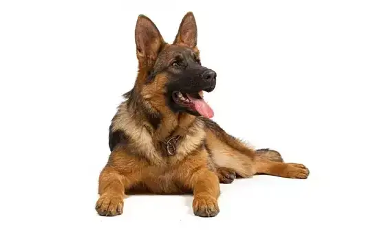 Zdjęcie Ile trwa ciąża u psa owczarka niemieckiego? Poznaj ważne fakty