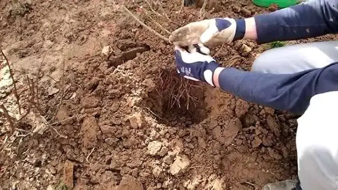 Zdjęcie Jak sadzić sadzonkę w balocie, aby uniknąć najczęstszych błędów